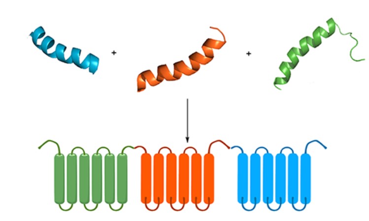 Long Peptides Synthesis