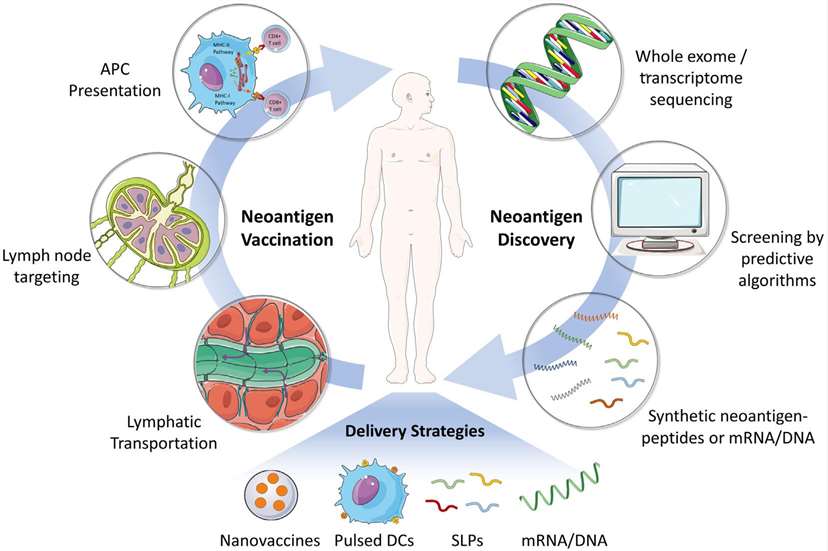 Diagram depicting neoantigen discovery, vaccine manufacturing, formulation, and patient vaccination.