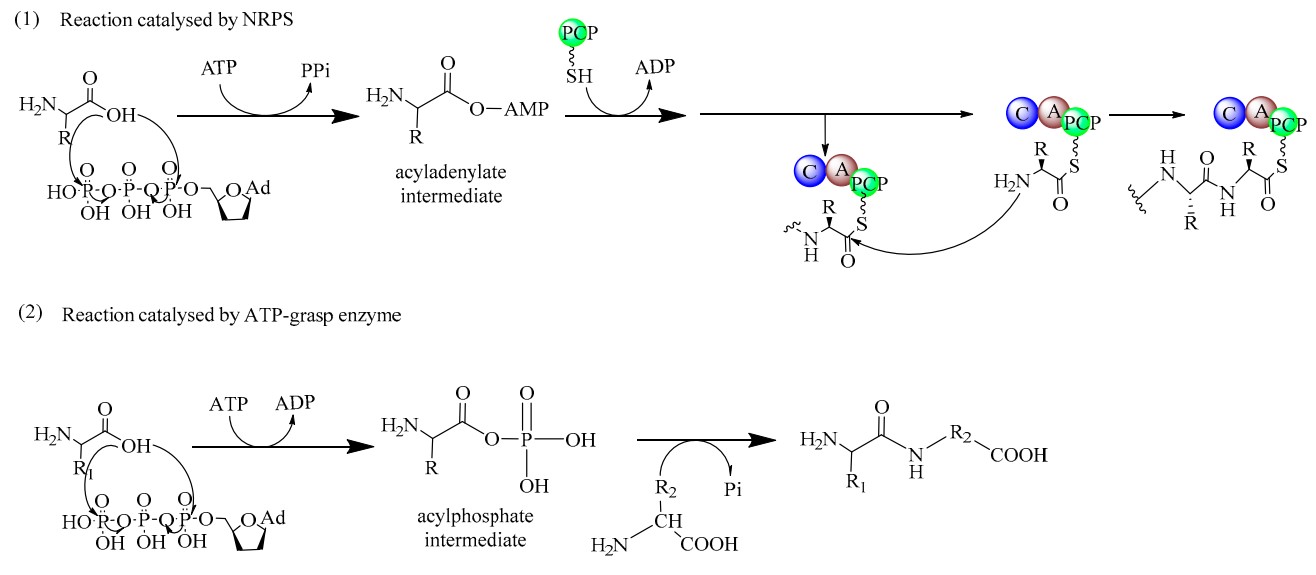 Fig. 2 The reaction mechanism of two distinct types of biocatalysts for the synthesis of dipeptides.