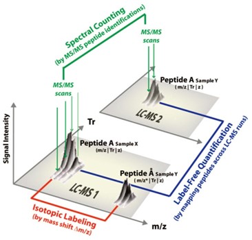 Overview of quantification approaches in LC-MS based proteomic experiments.