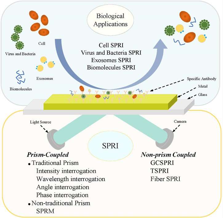 The introduction of SPRi.