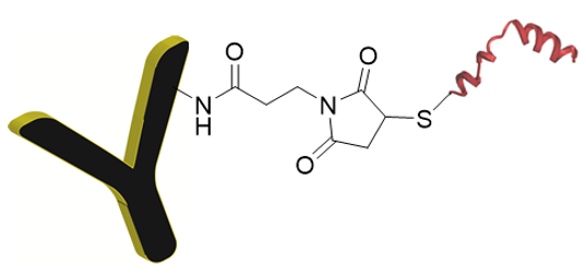 Fig. 1 Schematic diagram of peptide-antibody conjugate.