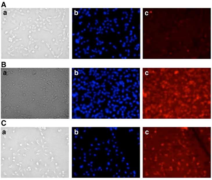 The fluorescent intensity of the cells treated with the two-step approach