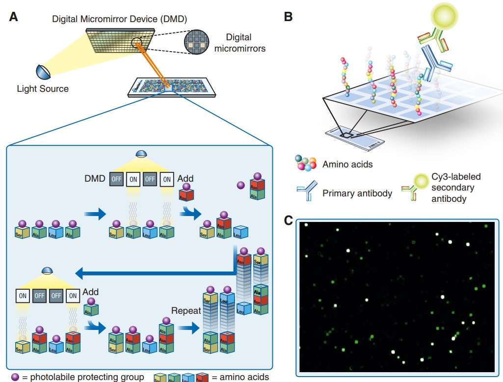 The principle of in situ peptide array synthesis and subsequent antibody binding analysis 