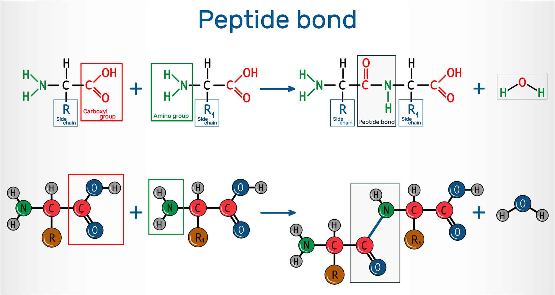 Peptide Bond