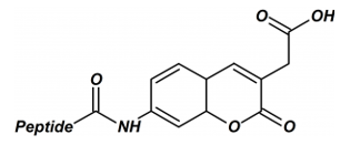 Peptide C-Terminal Modification