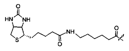 Peptide C-Terminal Modification