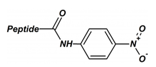 Peptide C-Terminal Modification