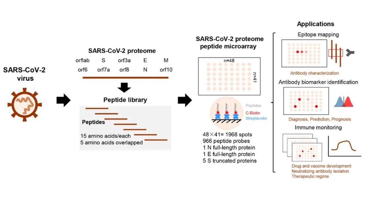 Preparation and application of whole proteomic peptide microarray of SARS-CoV-2