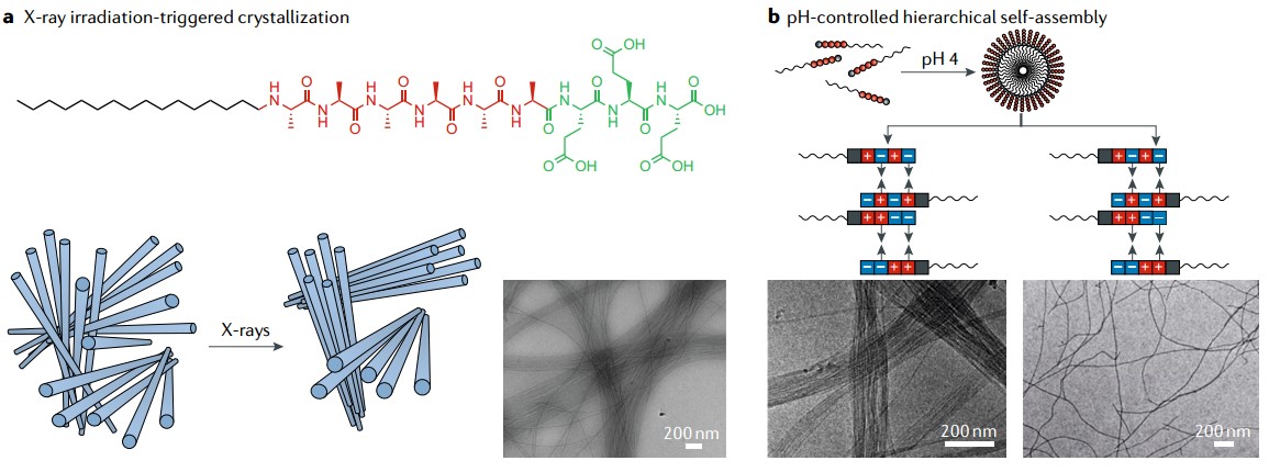 Hierarchical self-assembly and crystallization of amphiphilic peptides.
