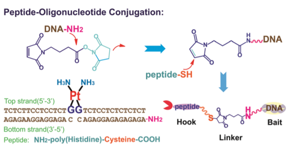 Peptide-DNA Conjugation