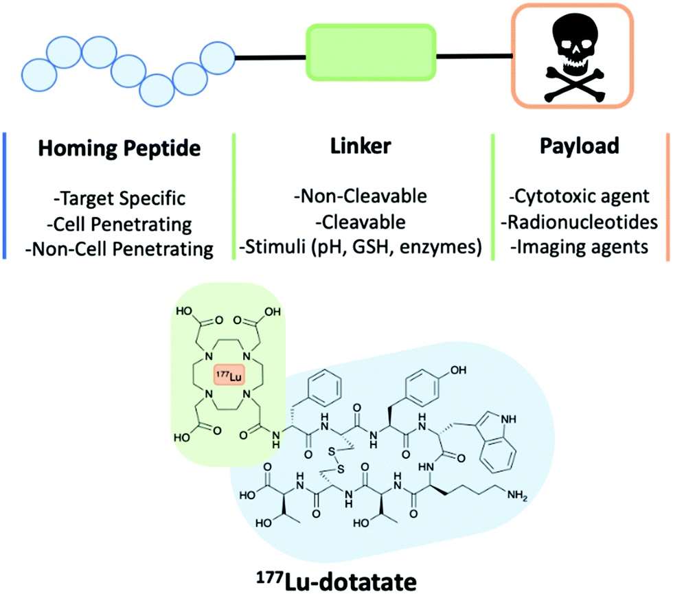 Fig. 1 A schematic of a peptide-drug conjugate construct consisting of a homing peptide, linker and payload. The structure of 177Lu-dotatate an FDA approved peptide-drug conjugate.