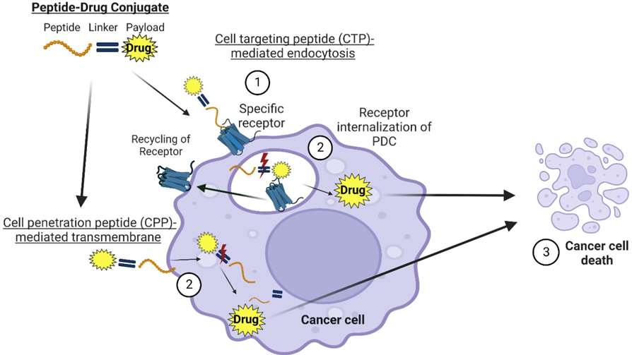 Fig. 2 Theoretical summary of the steps that lead to the internalization of the specific (overexpressed receptor) within cancer cells.