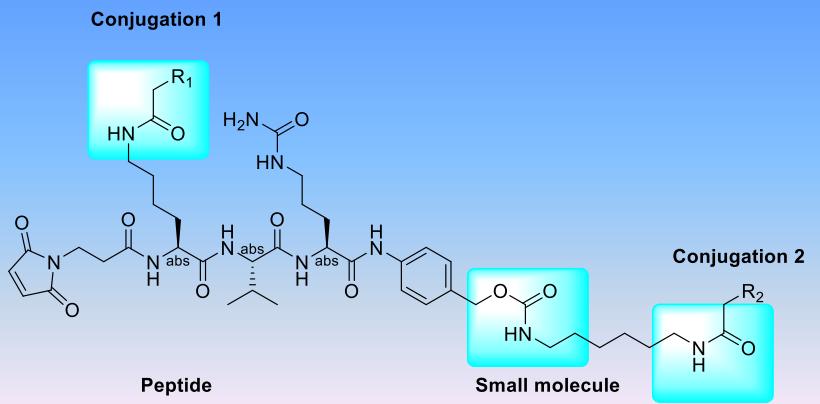 Fig. 3 Mal-K-V-R-PABC small molecule-peptide conjugate