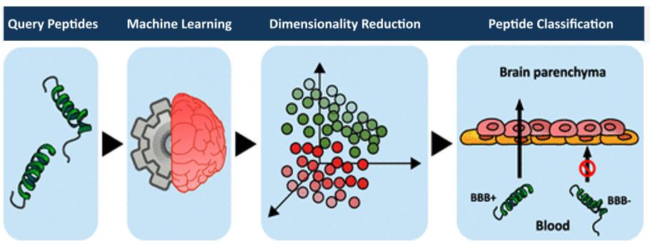 Blood-brain barrier permeability test procedure
