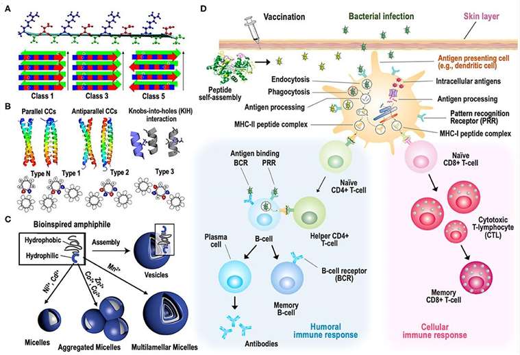 Strategies to induce supramolecular self-assembly of peptides and peptide-based vaccines