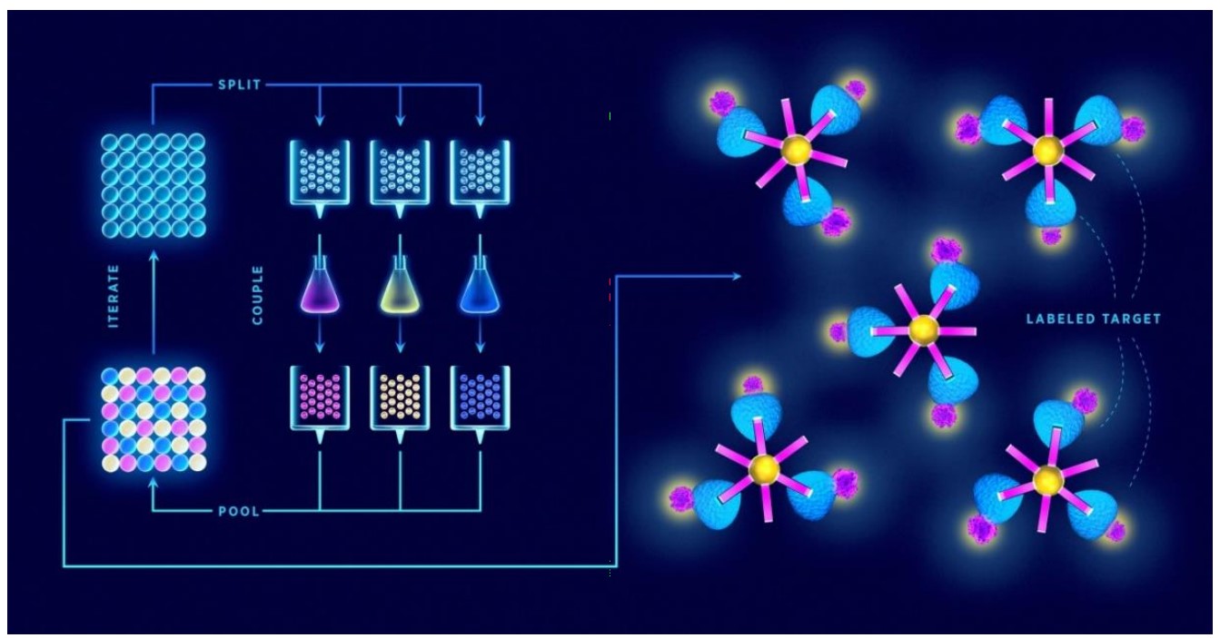 Synthesis of the name 'one-bead-one-compound' combinatorial peptide libraries by the 