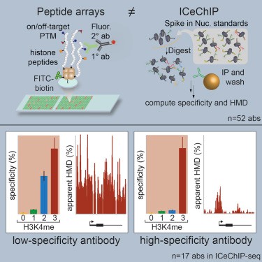 Peptide chips are used to screen high affinity antibodies that bind to different methylated forms of histone H3K4.