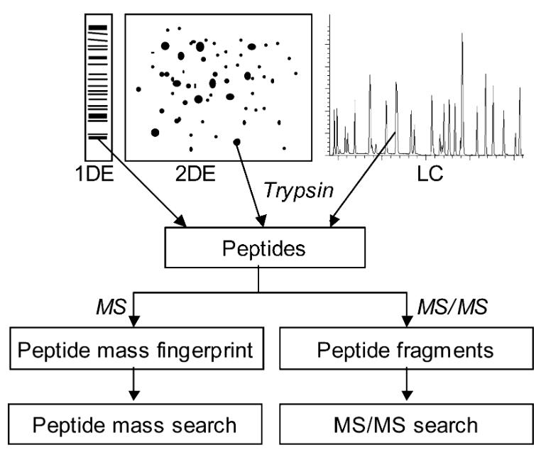 Workflow of Peptide Mass Fingerprinting.