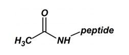 Peptide N-Terminal Modification