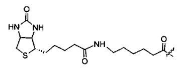 Peptide N-Terminal Modification