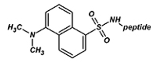 Peptide N-Terminal Modification