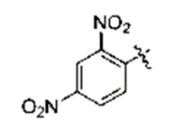 Peptide N-Terminal Modification