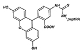 Peptide N-Terminal Modification