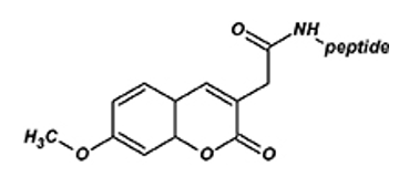 Peptide N-Terminal Modification