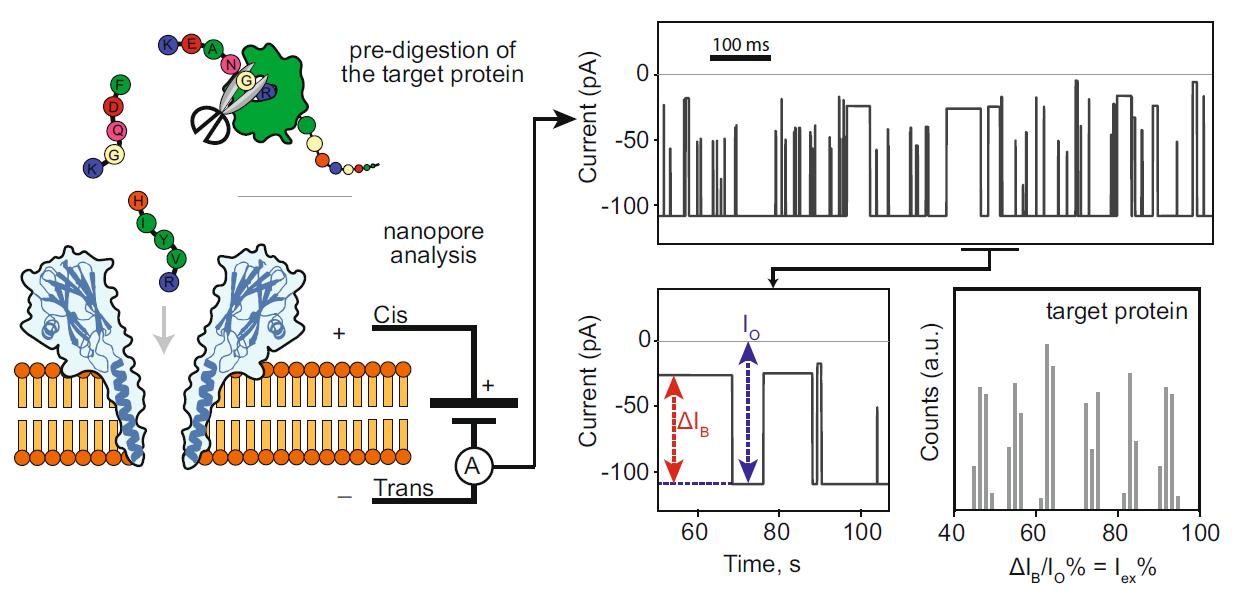Nanopore protein fingerprinting.