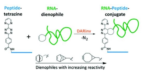 Peptide-RNA Conjugation