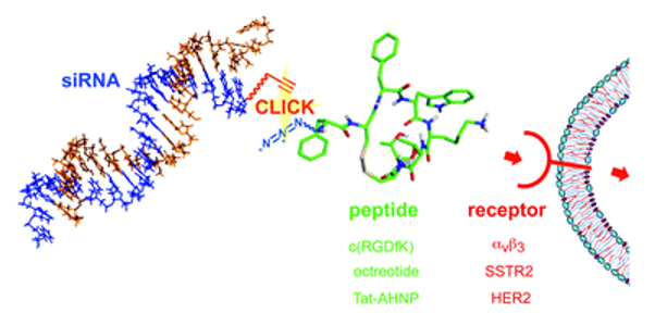 Fig. 1 Efficient siRNA-peptide conjugation for specific targeted delivery into tumor cells.