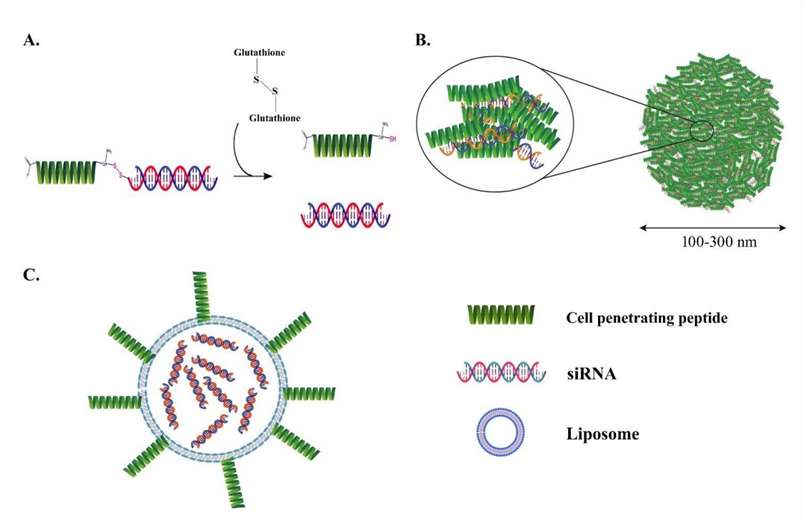 Fig. 2 CPPs for siRNA delivery.