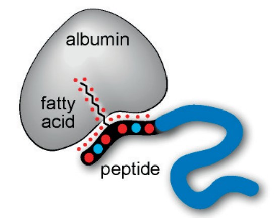 Fig. 1. Schematic representation of a bioactive peptide (in blue) modified with a peptide-fatty acid chimera.