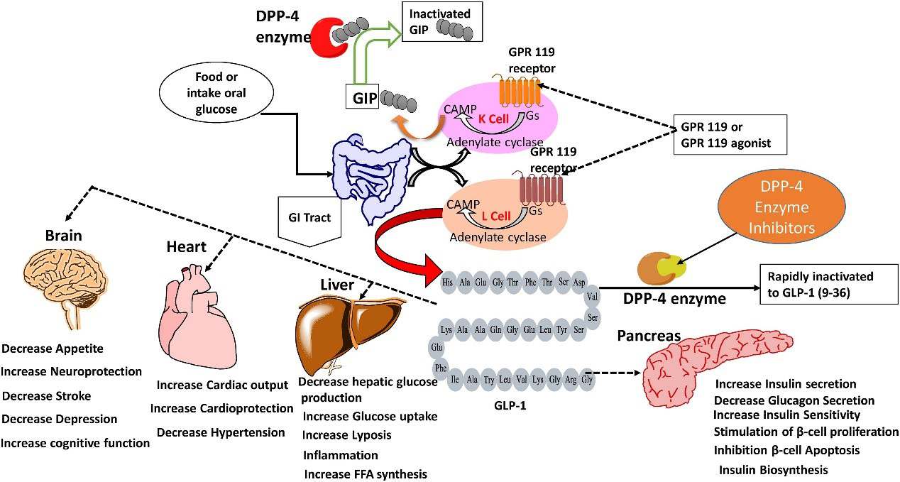 GLP-1 synthesis, release, metabolism and effects of GLP-1 on body organs. 