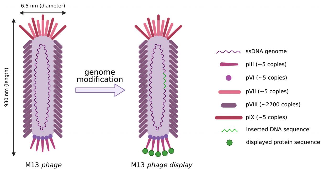 M13 bacteriophage virion architecture and principle of the phage display technology