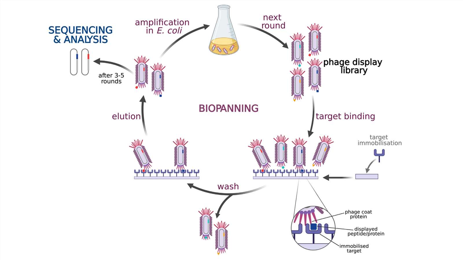The process of phage display technology