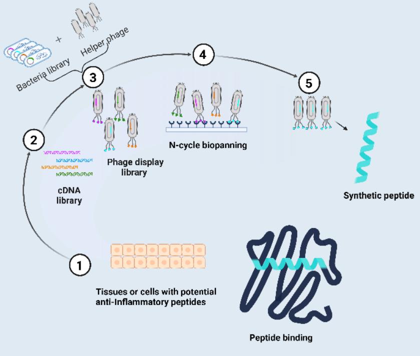 Screen the peptide from phage library constructed according to specific demands