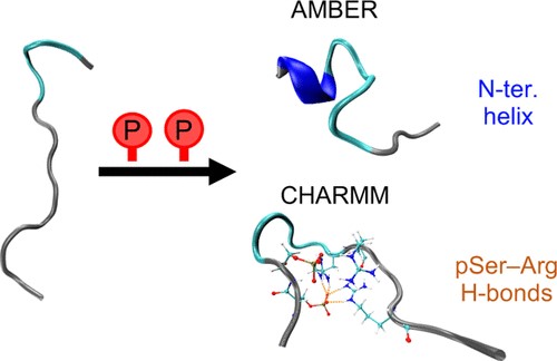 Phosphorylation of disordered peptides