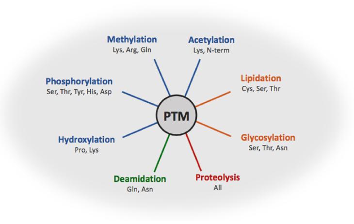 Creative Peptides post-translational modification service
