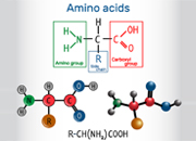 Amino acids as building blocks of peptides and proteins