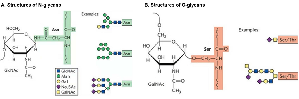 Structures of N-glycans and O-glycans