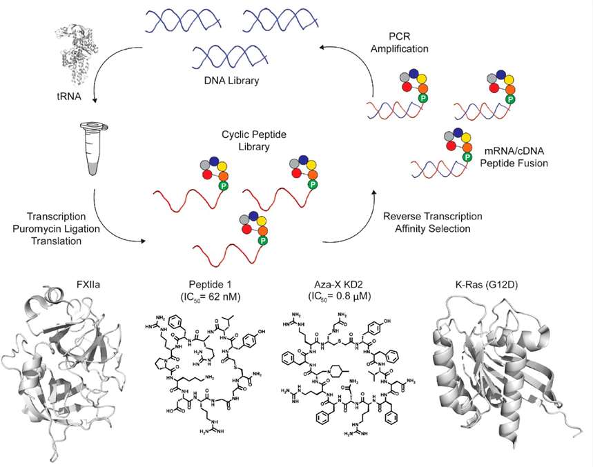 Overview of mRNA display to identify inhibitors of FXIIa and K-Ras (G12D). (Li X et al.)