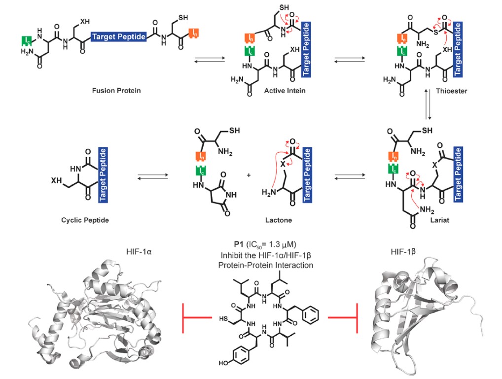 Overview of the SICLOPPS mechanism and hit identified to inhibit the HIF-1α/HIF-1β protein−protein interaction. (Li X et al.)