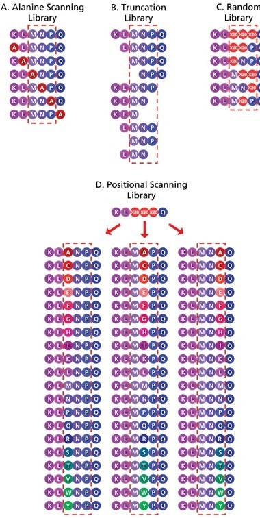 Schematic representation of the different strategies in constructing peptide libraries for sequence optimization