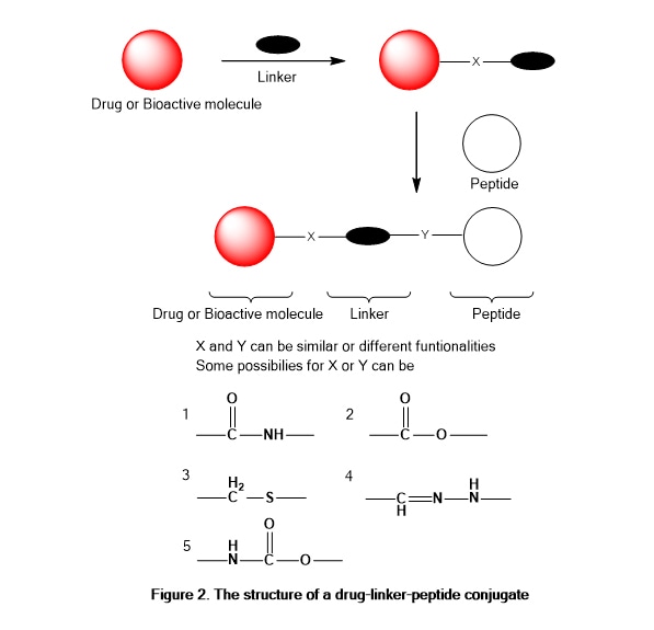 Peptide drug Bioconjugations