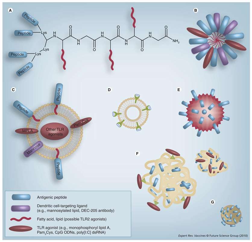 Potential systems for delivering antigen peptides.