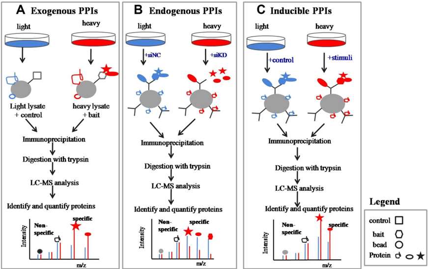 Fig. 3 Quantitative interaction proteomics with SILAC.