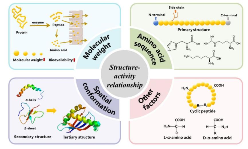 Structure-activity relationship of drug peptides.