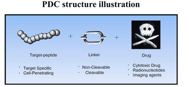 Structure of peptide-drug conjugate